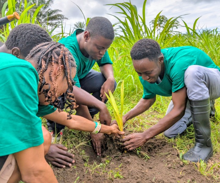 Tree planting